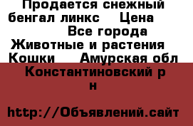 Продается снежный бенгал(линкс) › Цена ­ 25 000 - Все города Животные и растения » Кошки   . Амурская обл.,Константиновский р-н